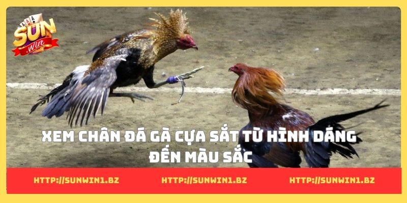 Xem chân đá gà cựa sắt  từ hình dáng đến màu sắc